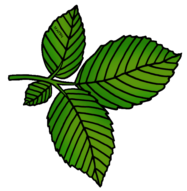 clipart leaves tobacco leaf