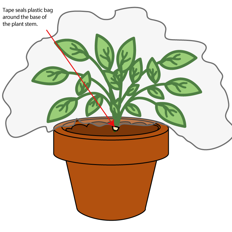 leaves clipart transpiration