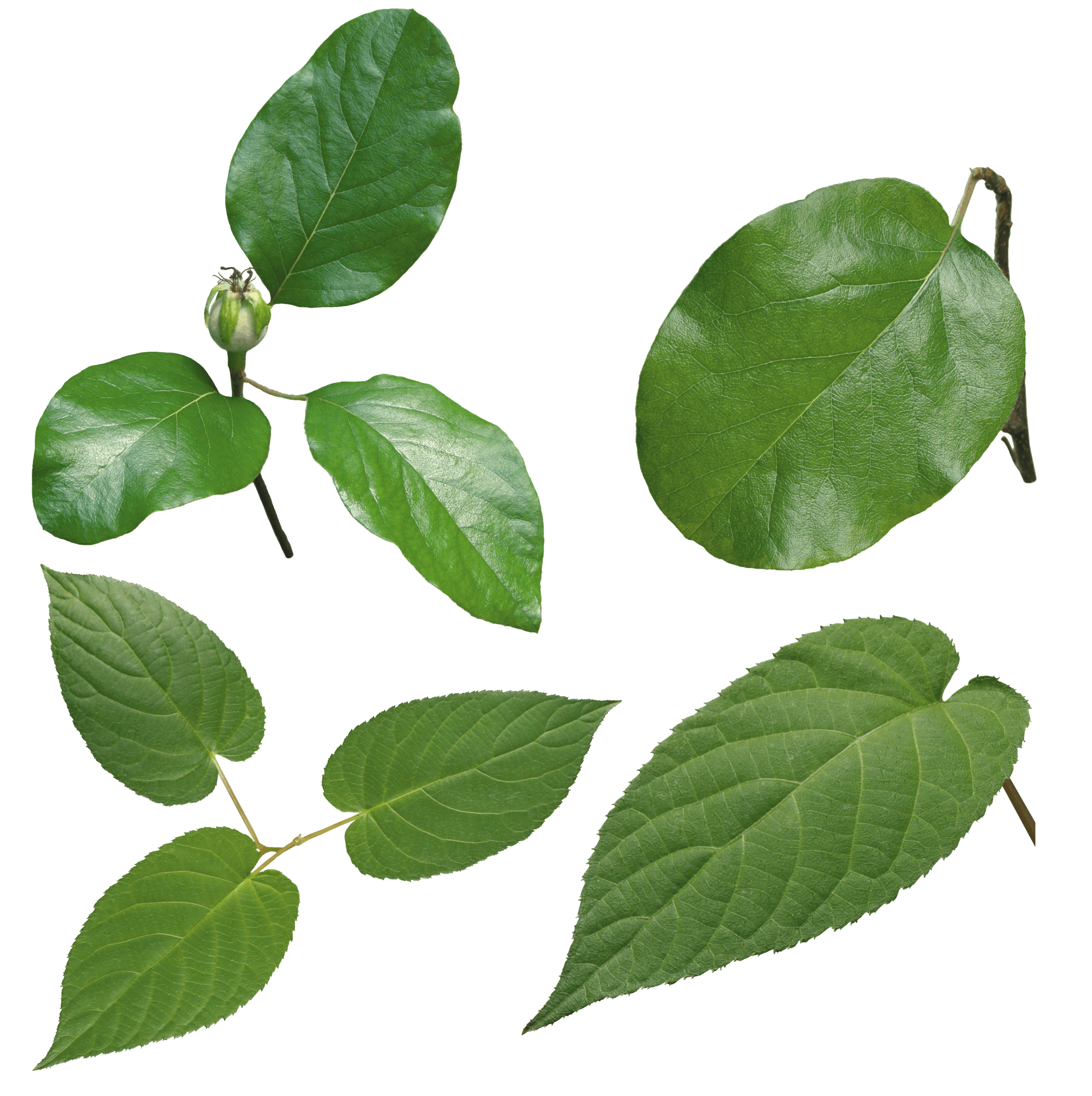 clipart leaves tulsi leaf