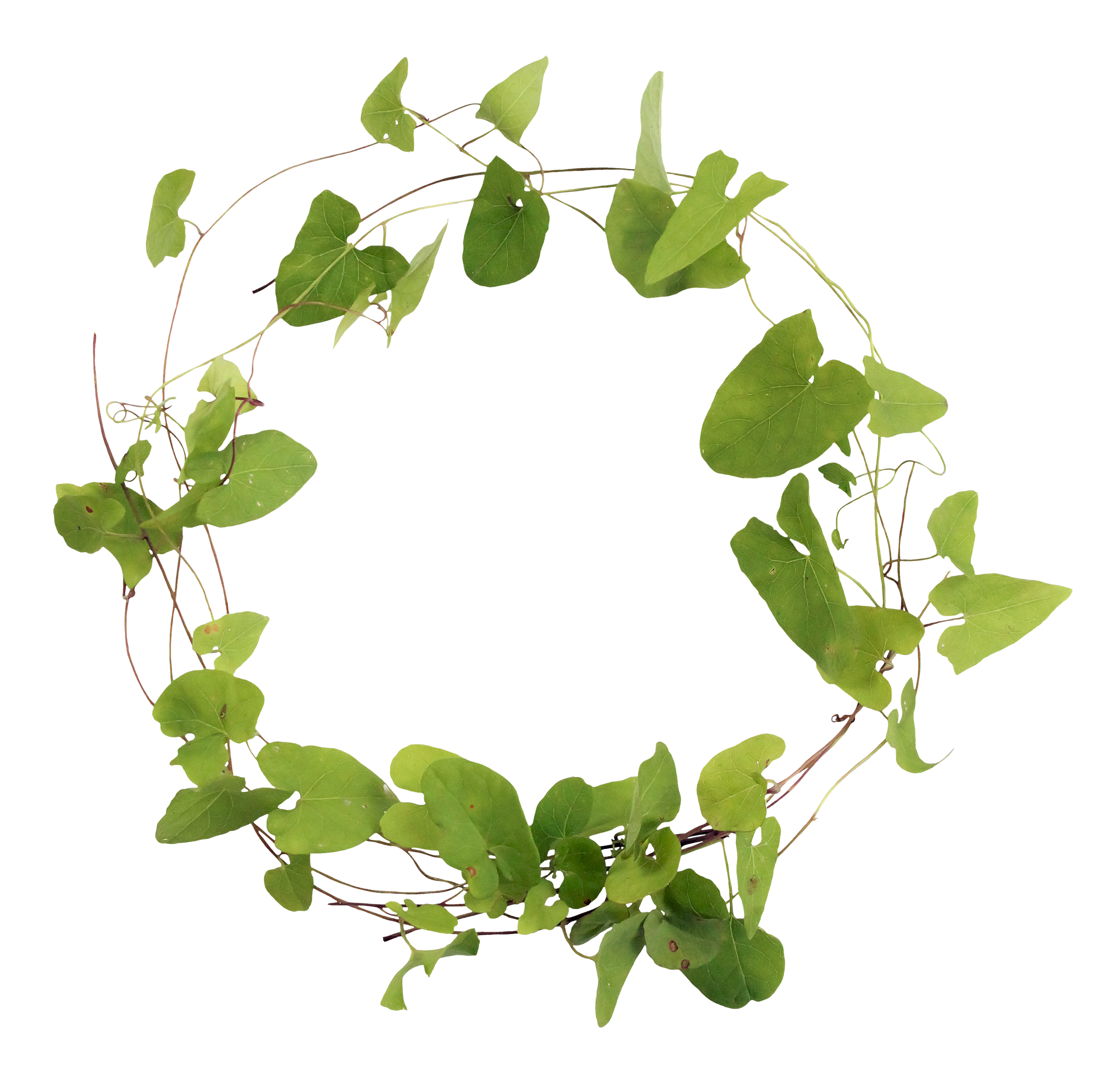 leaves clipart ivy leaf clipart, transparent - 1940.2Kb 2000x1976.
