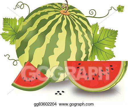 Vector illustration eps . Clipart leaves watermelon