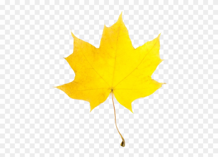 Leaves clipart yellow leaf. Fall clip art free