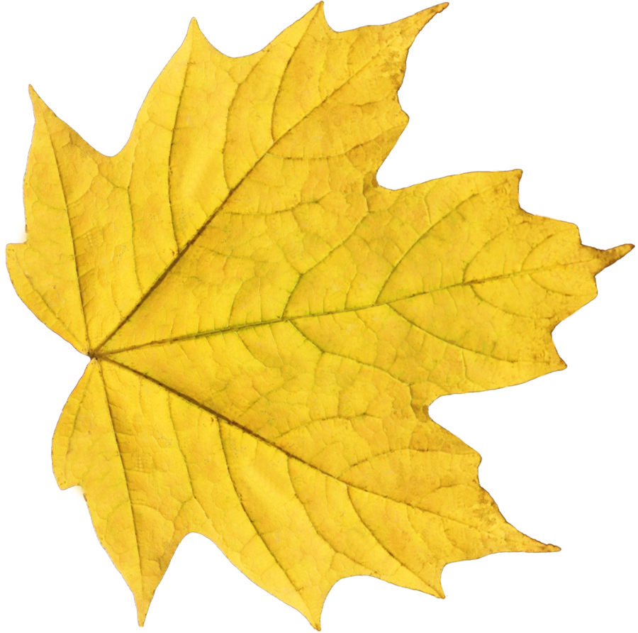 Leaves clipart yellow leaf. Png image purepng free