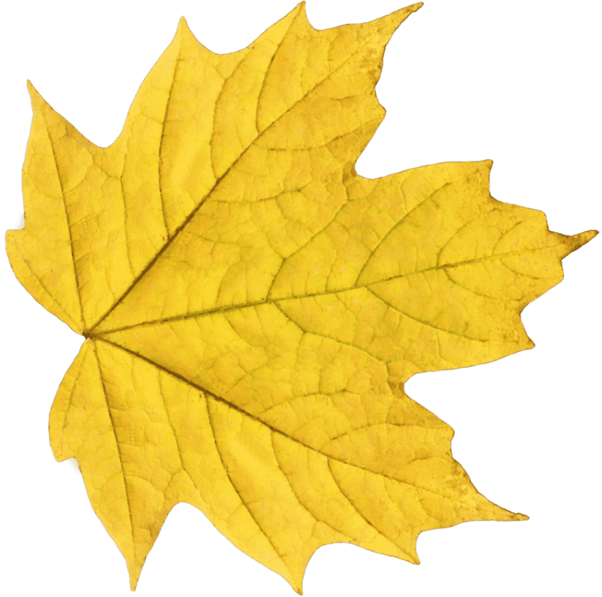 Clipart leaves yellow leaf. Pin by dlpng on
