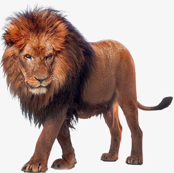 Png africa . Lion clipart african lion