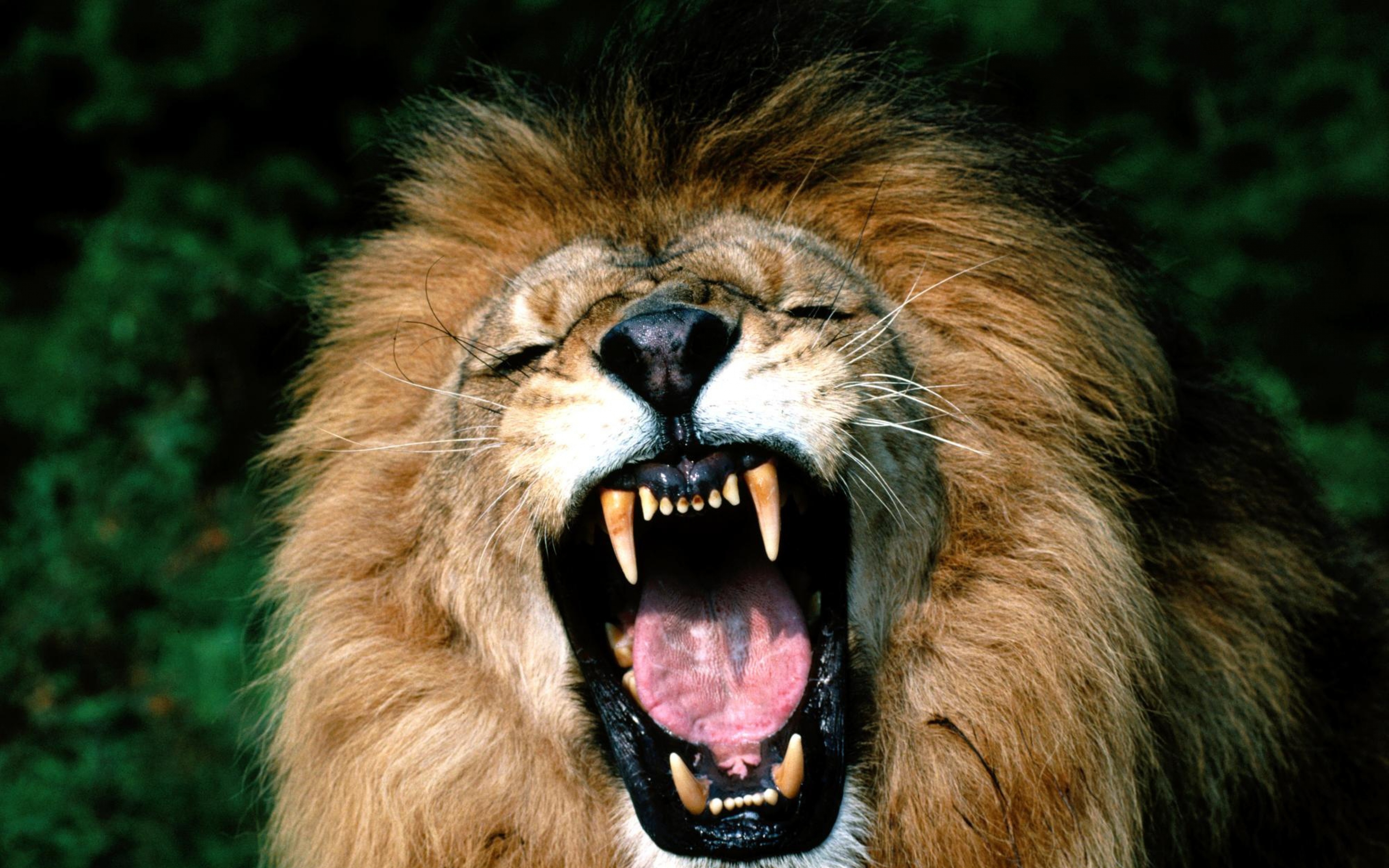 clipart lion aggressive