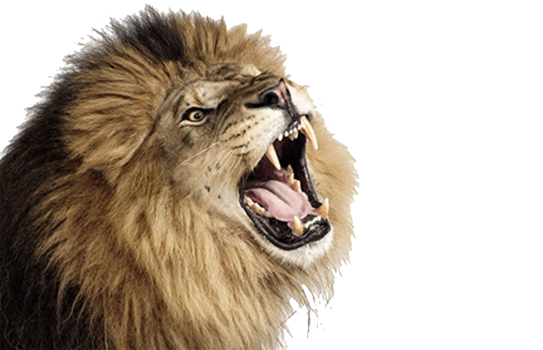 lion clipart aggressive