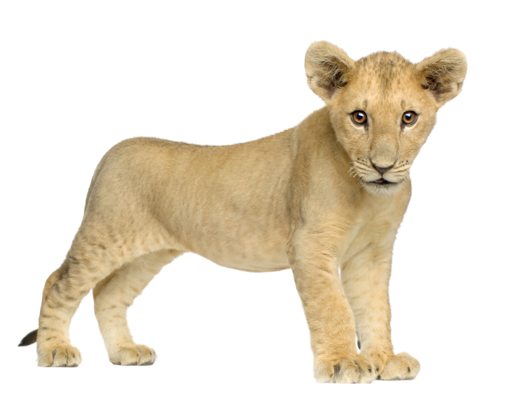 Hands clipart lion. Cub three isolated stock