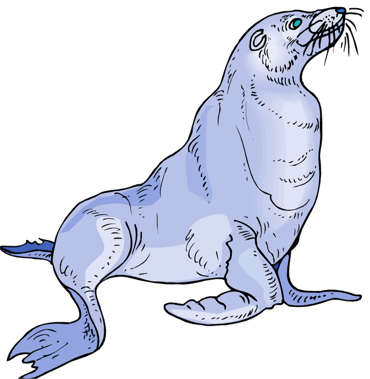 seal clipart sea dog