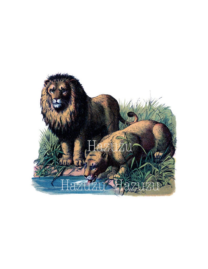 clipart lion drinking water