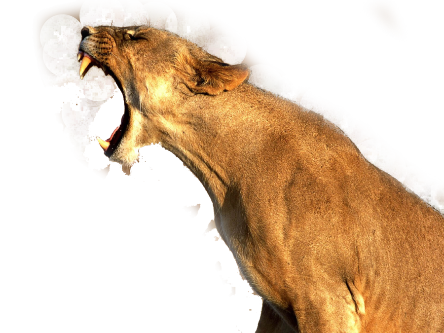 face clipart lioness