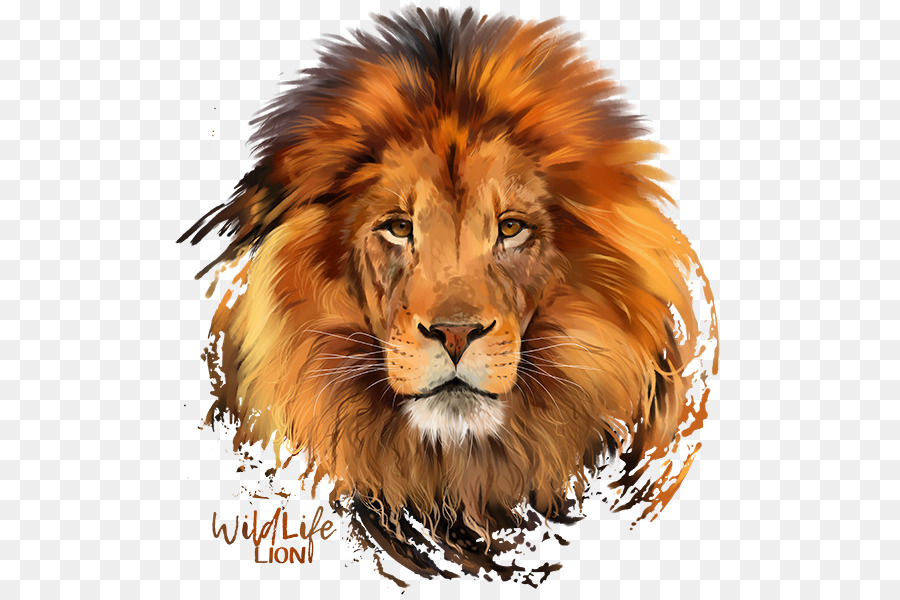 Cartoon illustration wildlife . Clipart lion watercolor