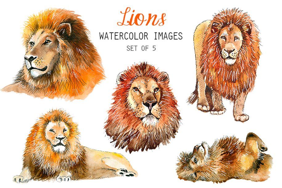 Clipart lion watercolor. Lions high quality dpi