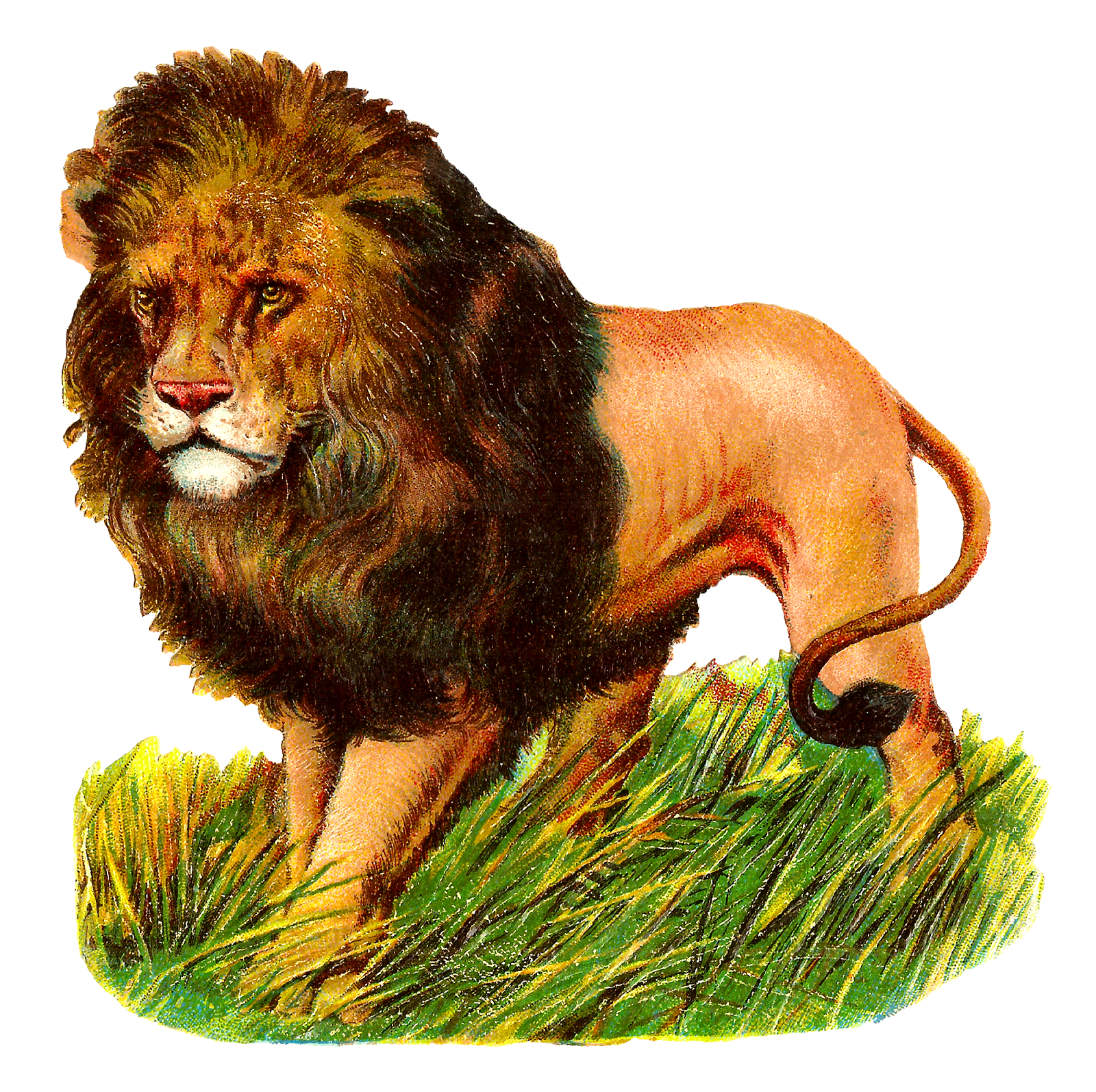 lion clipart zoo animal