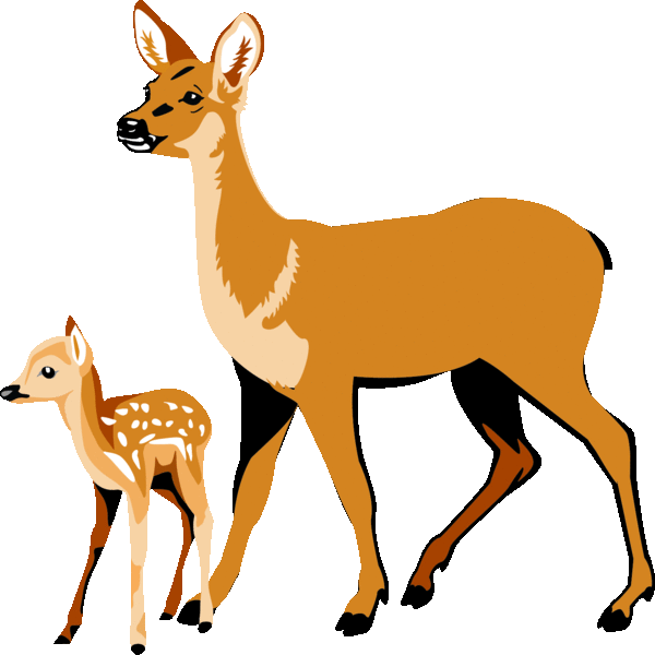  collection of and. Deer clipart female deer