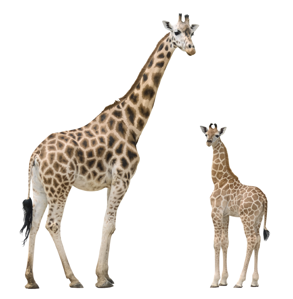 giraffe clipart family