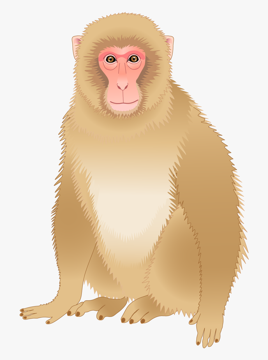 Baboons clip art free. Clipart monkey baboon
