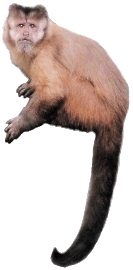 clipart monkey capuchin monkey