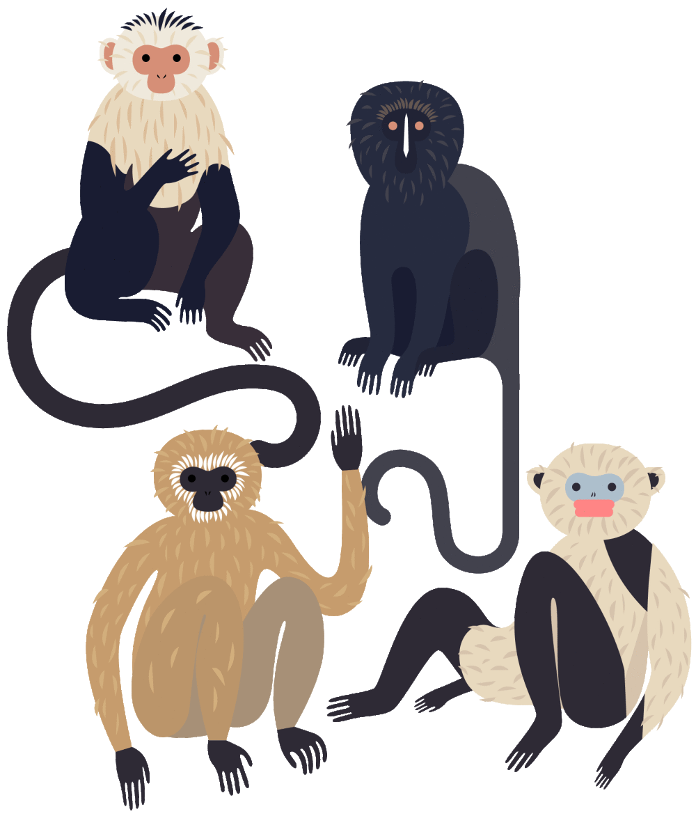monkeys clipart grey
