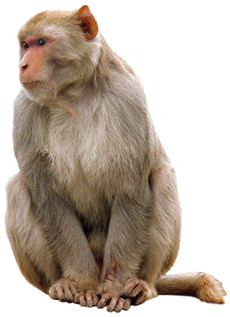 list different types. Monkey clipart rhesus monkey