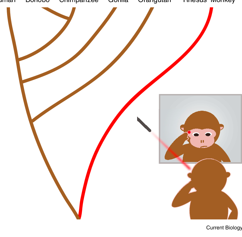 Monkey clipart rhesus monkey. Monkeys pass the mark