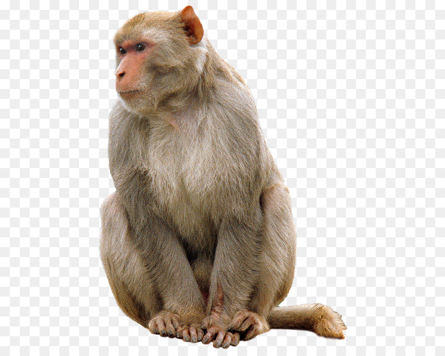 Cartoon animal transparent clip. Monkey clipart rhesus monkey