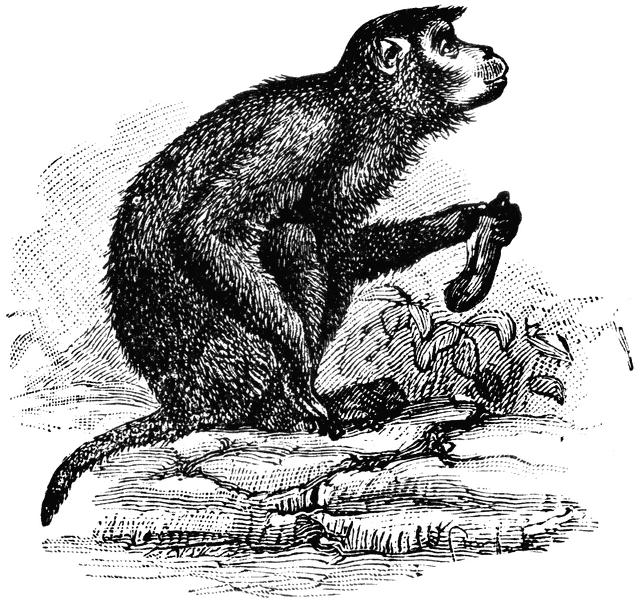 Etc . Monkeys clipart rhesus monkey