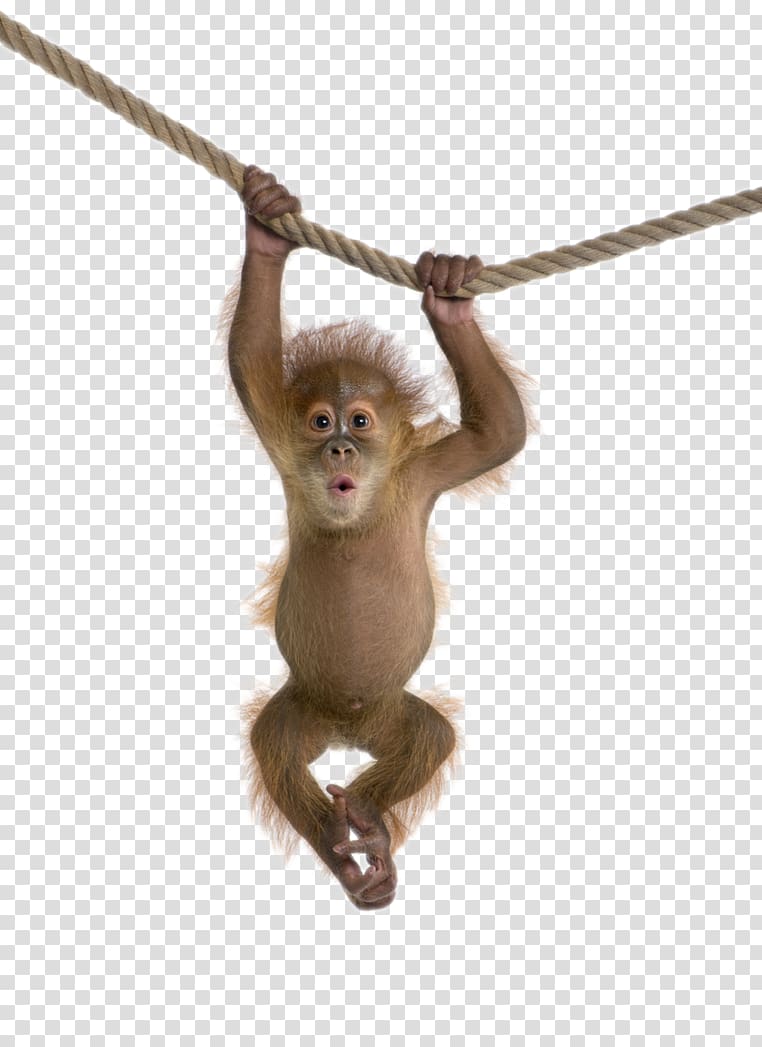 clipart monkey rhesus monkey