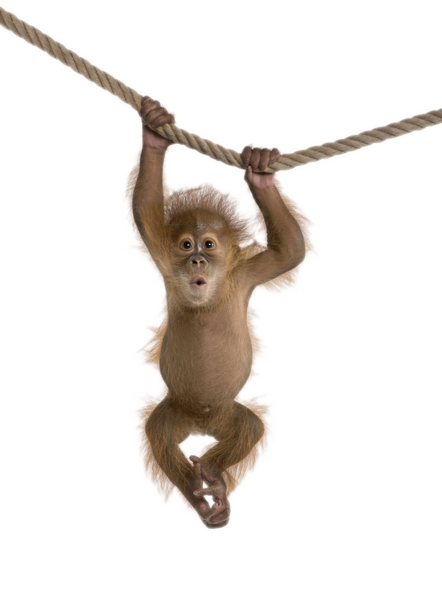 Monkey clipart rhesus monkey. On rope transparent png
