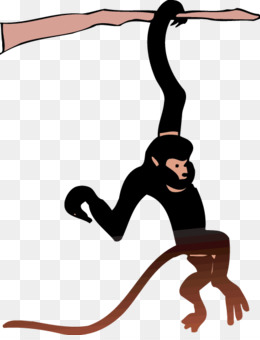 monkey clipart spider monkey