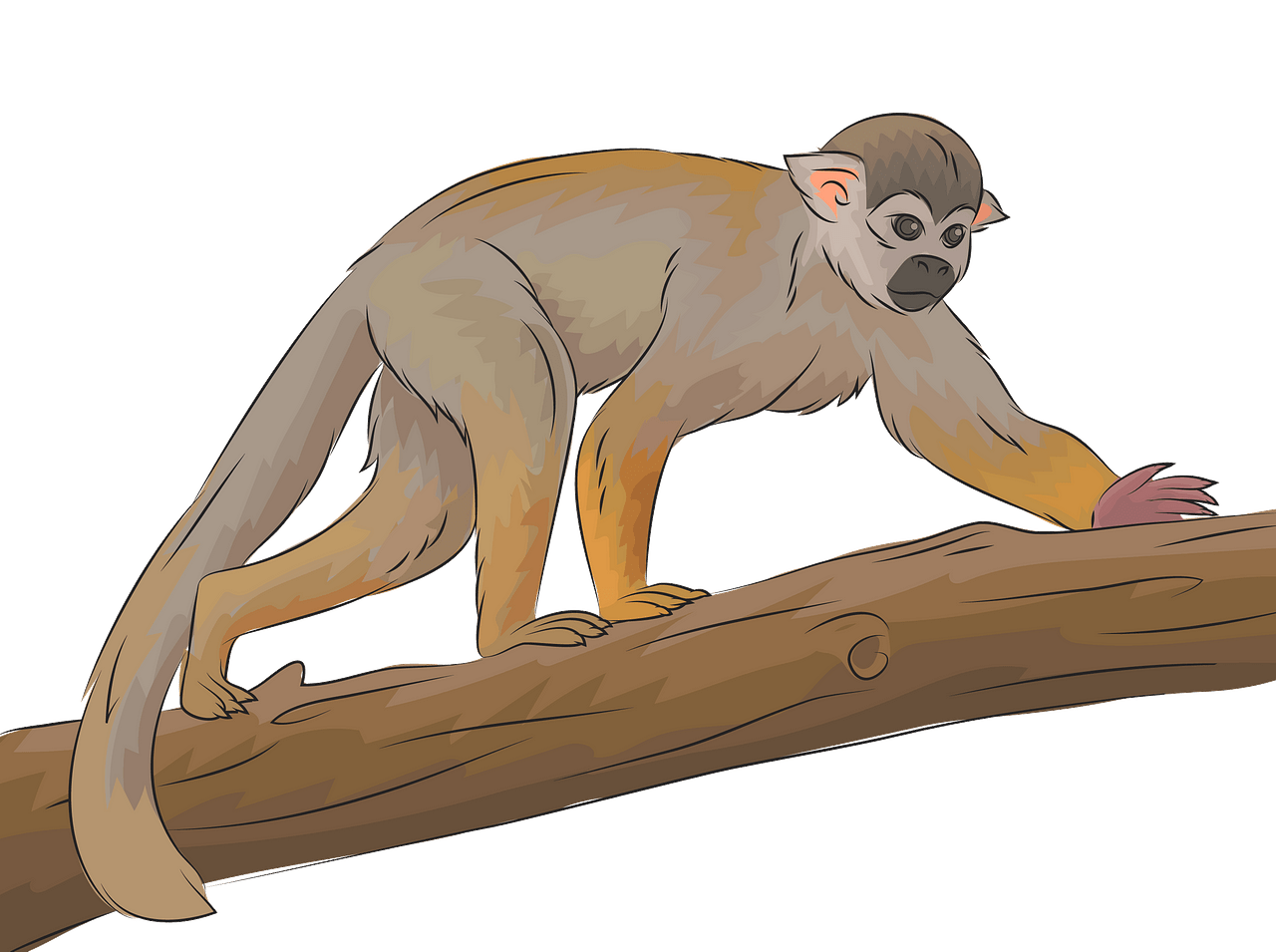 monkey clipart squirrel monkey