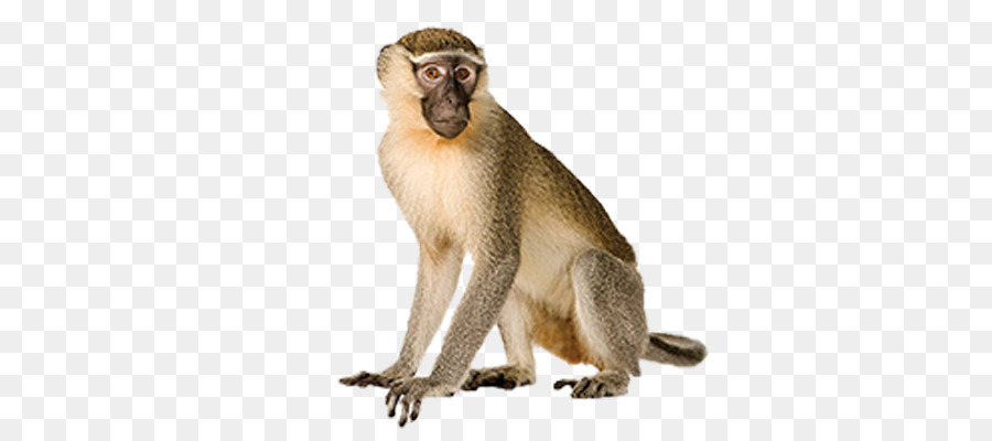 monkey clipart vervet monkey