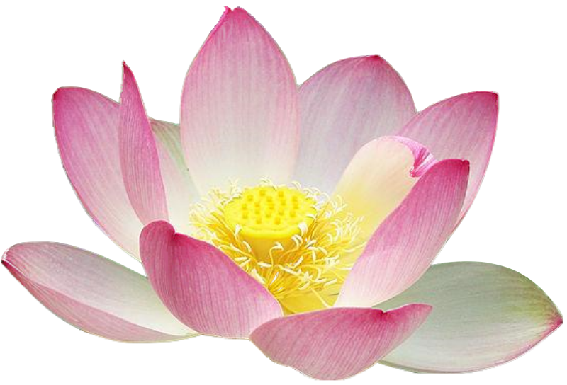 Lotus flower free silhouette. Flowers clipart nelum