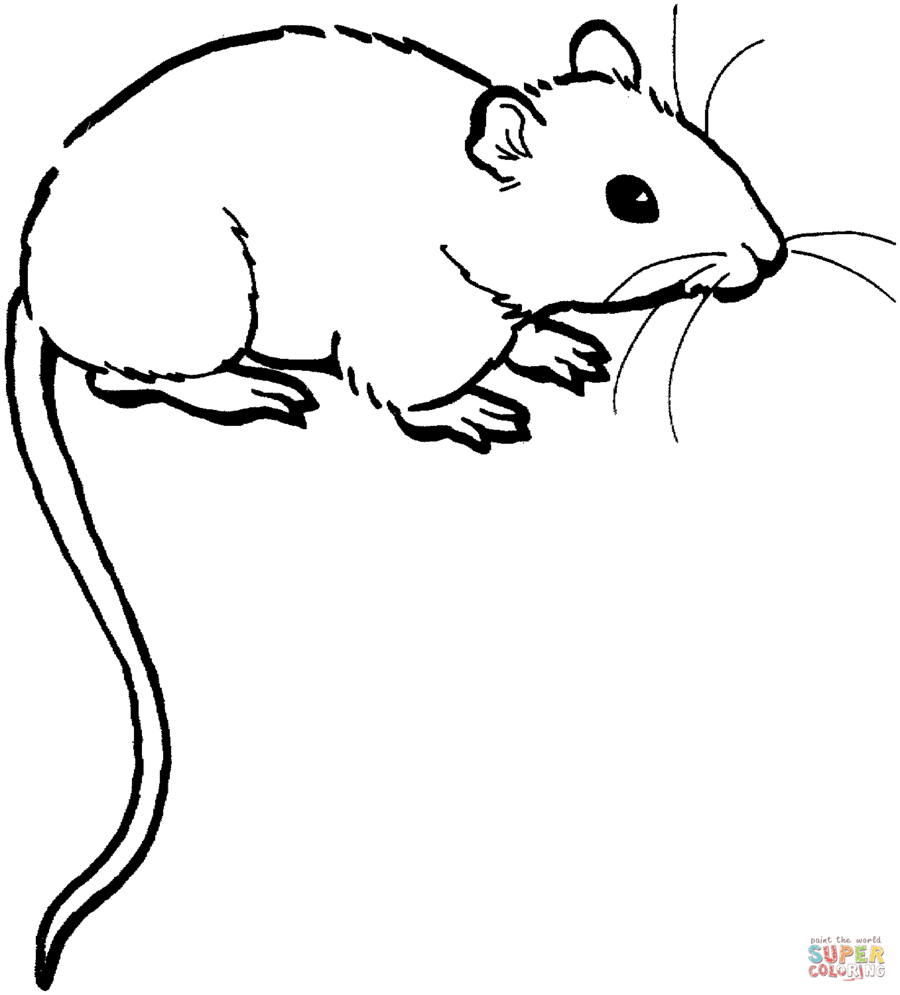 Clipart mouse colour. Download rat coloring page