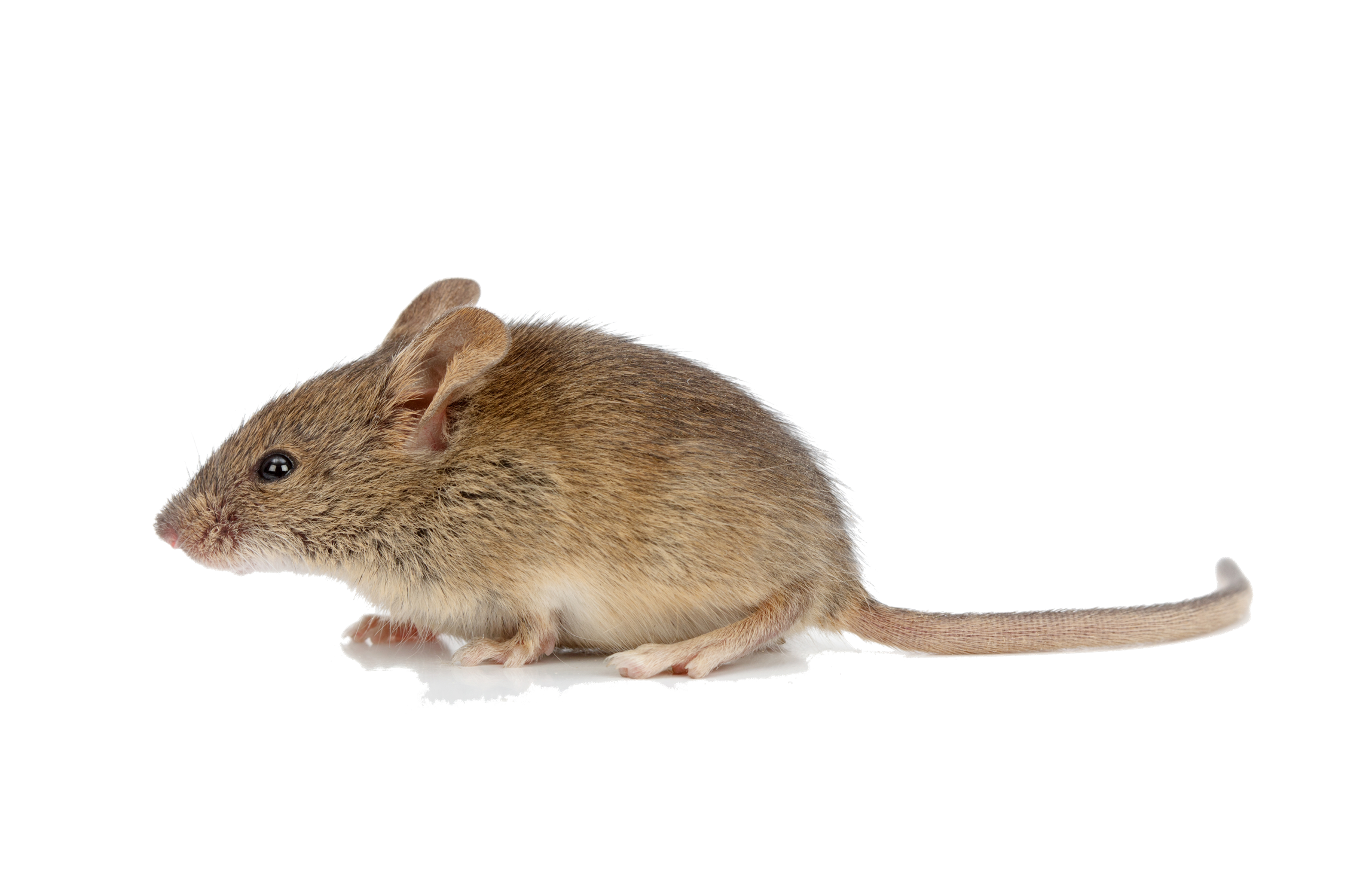 rat clipart deer mouse