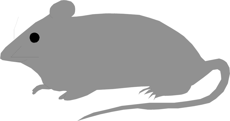 Rat deer mouse