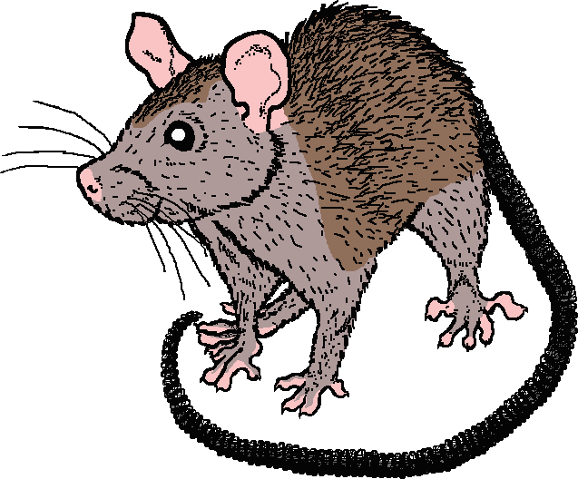 Clipart rat country mouse. Appearance of ship coloured