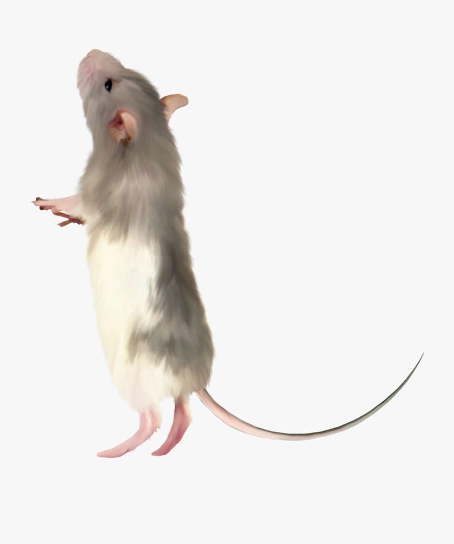 rat clipart real mouse