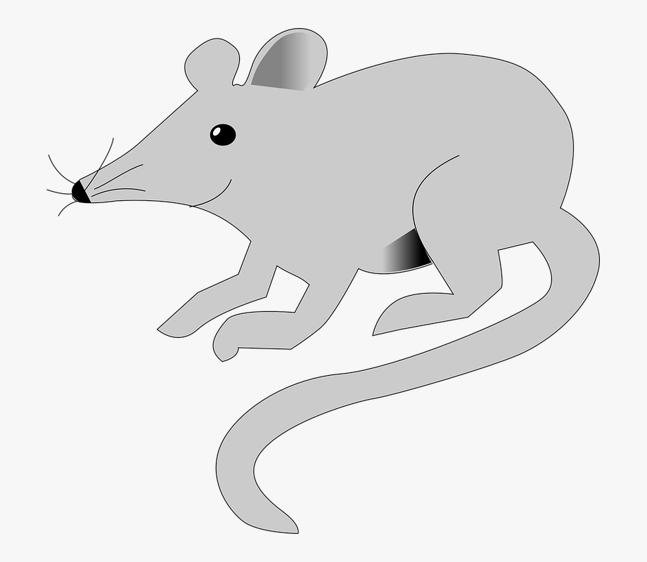 rat clipart small rat