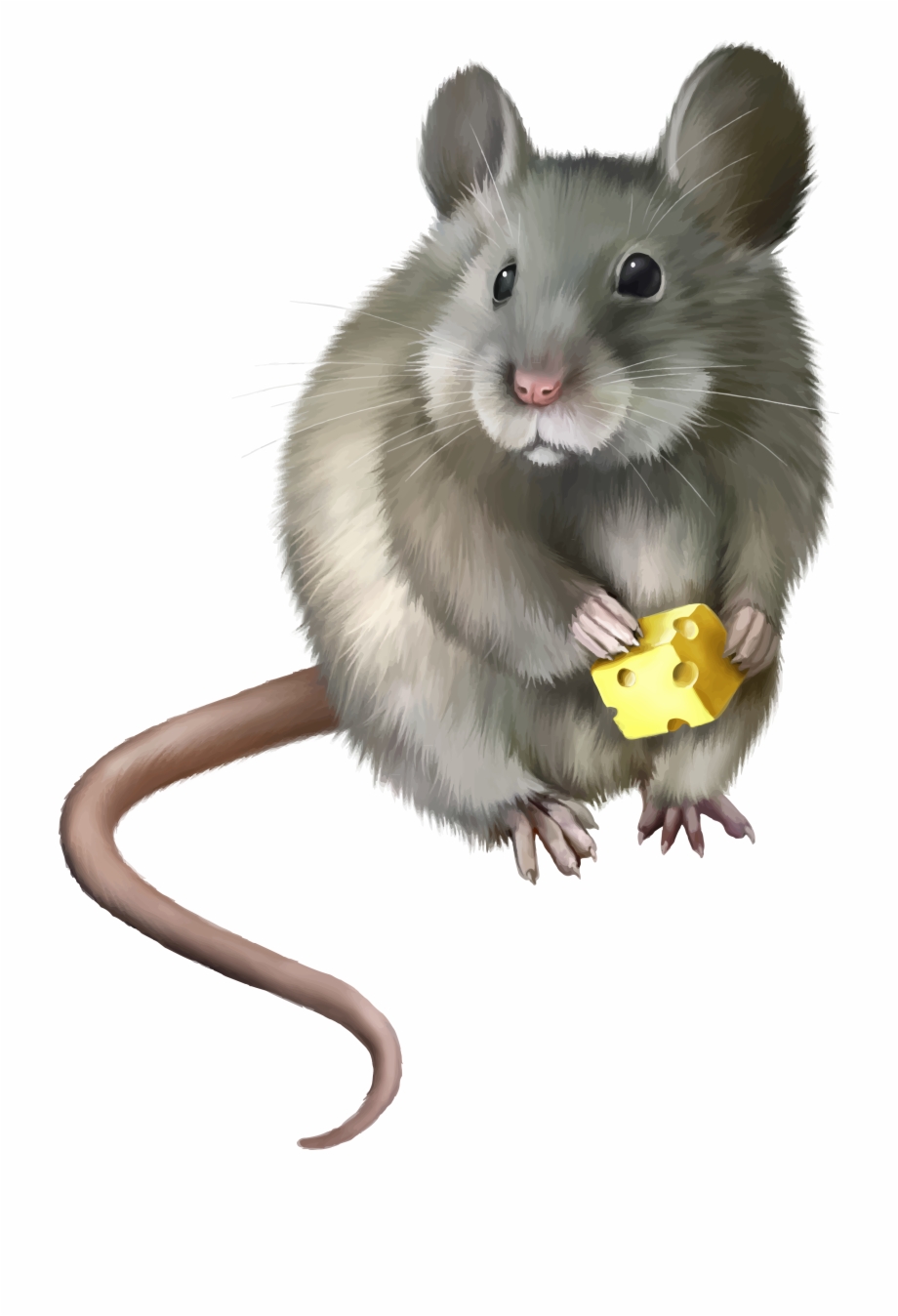 Mice clipart realistic. Mouse animal png clip