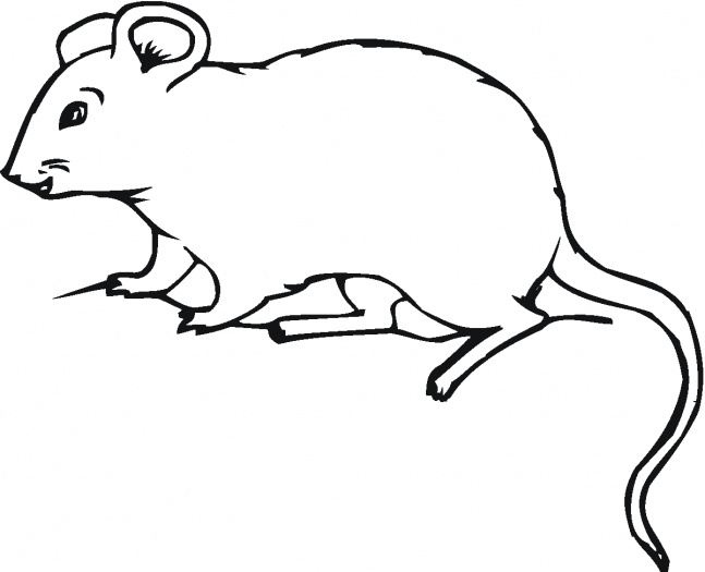 House mouse panda free. Clipart rat outline