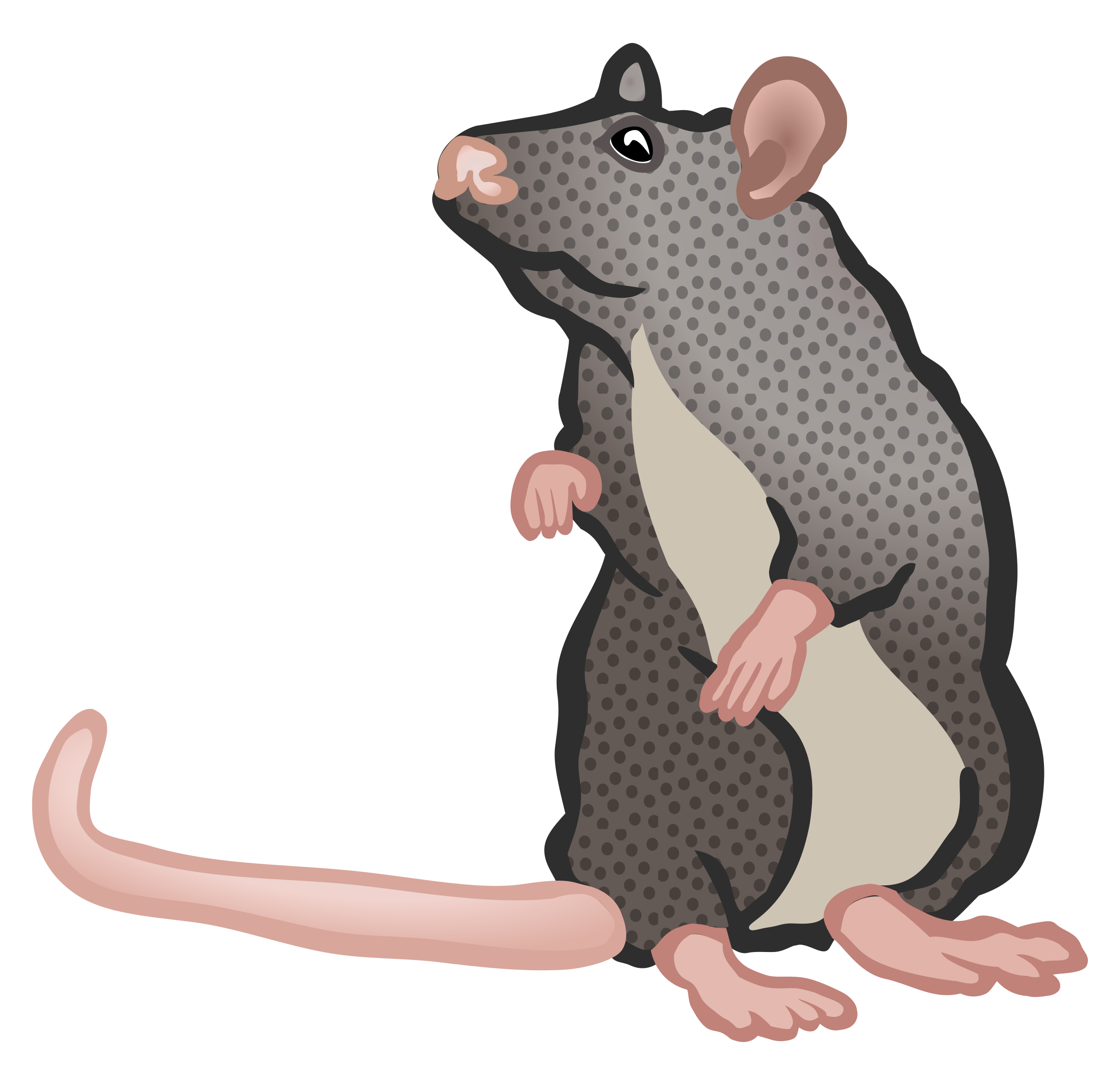 Rat real mouse