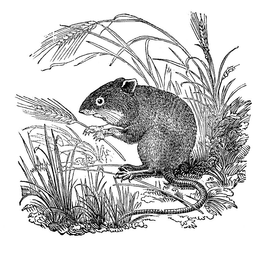 mice clipart field mouse