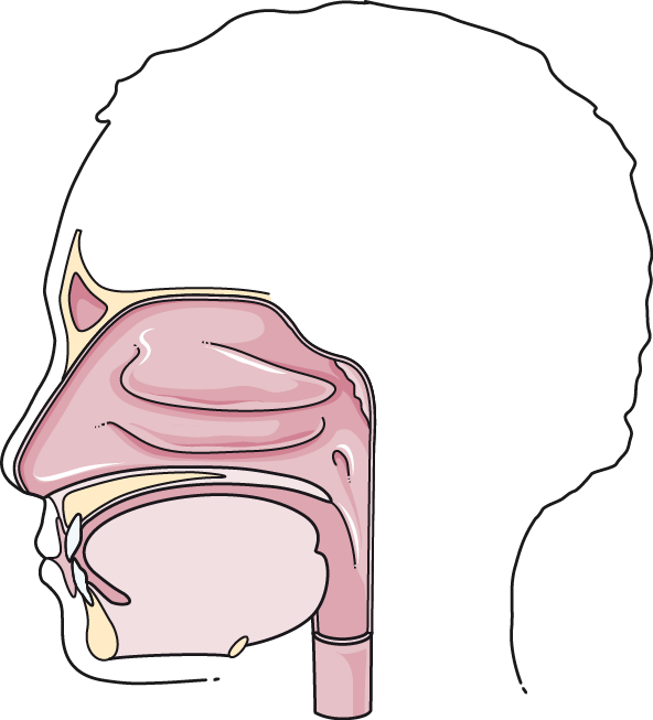 Clipart mouth bouche. Oral cavity servier medical