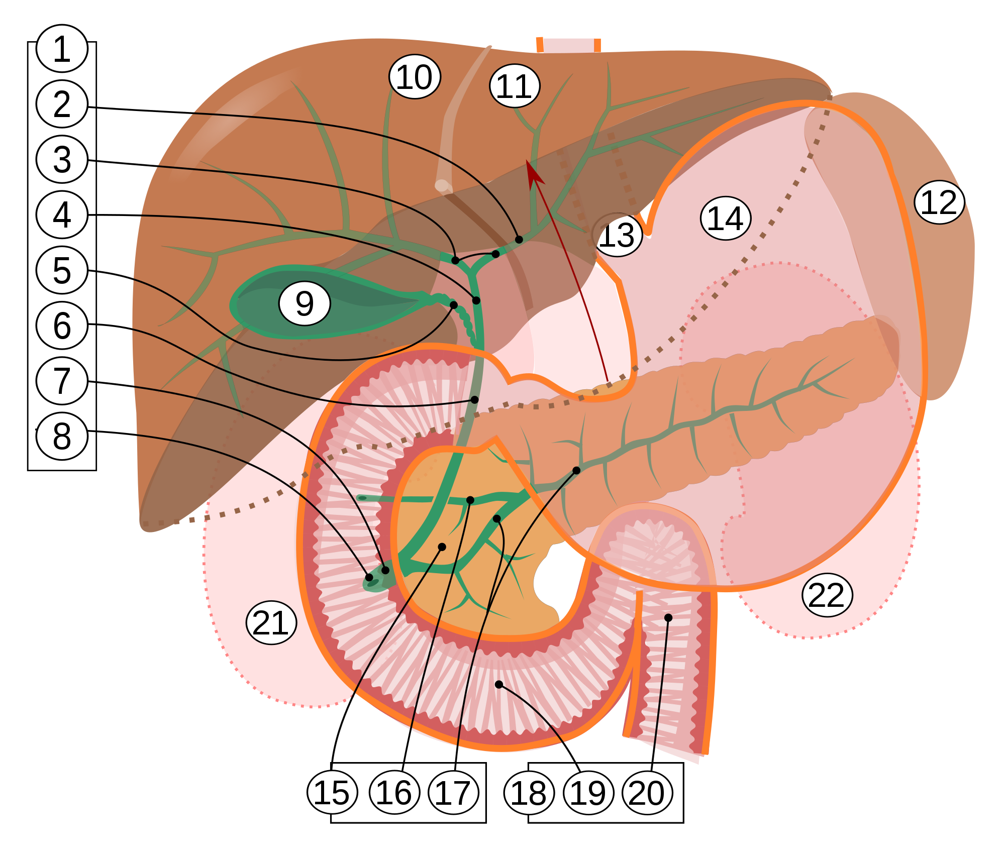 Liver clipart illustration. Duodenum wikipedia left and