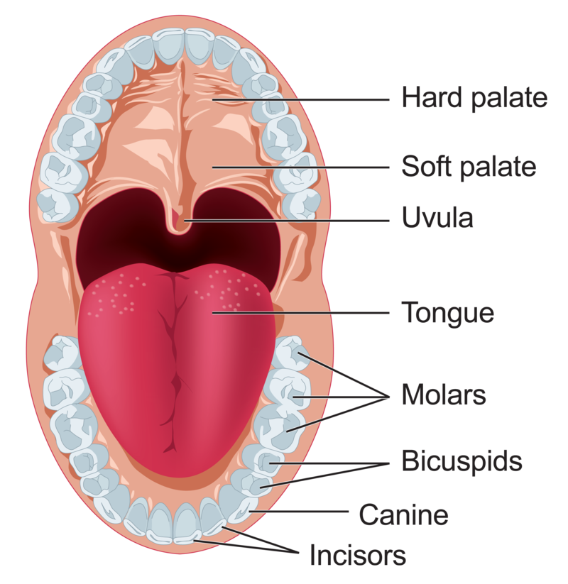 Clipart mouth digestive system mouth. To stomach in one