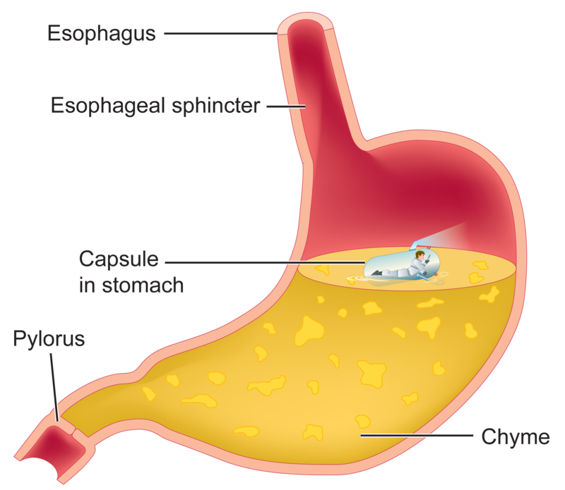 To stomach in one. Clipart mouth digestive system mouth