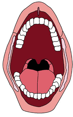 Clipart mouth digestive system mouth. 