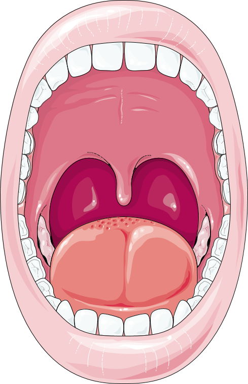 Oral cavity servier medical. Clipart mouth digestive system mouth