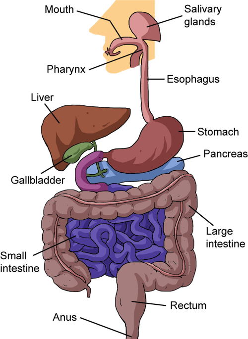 Clipart mouth digestive system mouth. Biology from food to